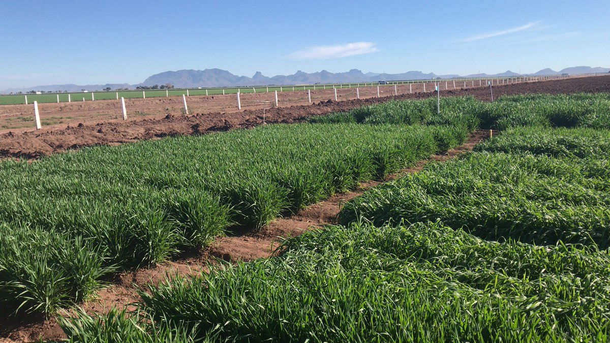 A photo from one of my sunny mornings last week - there are worse places to do field work <a href="/IWYP_wheat/">IWYP</a> <a href="/WheatPhysiology/">Wheat Physiology @ CIMMYT</a>