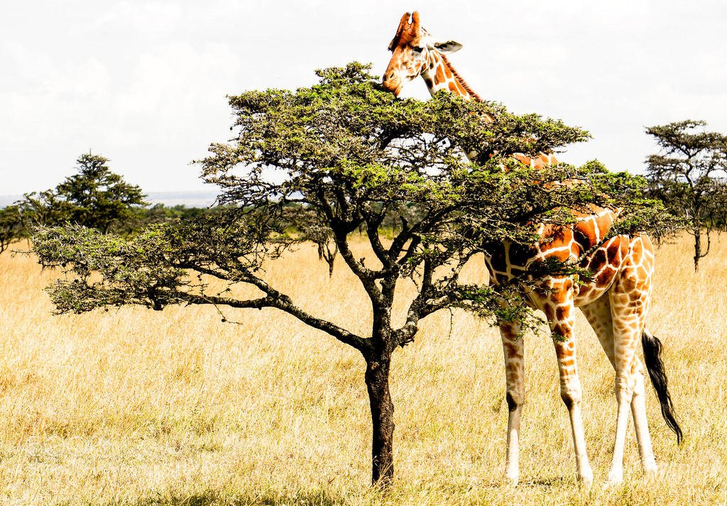 transfersusa's tweet photo. Giraffe grazing by stevencardinale #travel #traveling #awesome https://t.co/Eg0GXxPmQX