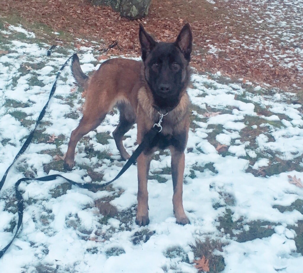 mandoroy's tweet photo. Our little #LEO family is turning into a #K9LEO family with this guy right here!
#WorkingDogs #K9PD https://t.co/0CSWL9buIb