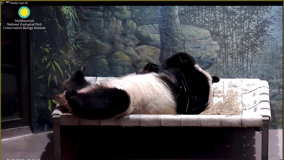 JoyHinnant's tweet photo. Aunt Joy SO LOVE this!!! #HesOnIt!!!! 🛏️ &amp; I bet it SO super #Comfy!!! SO PROUD of our ❤️ #BigGuy ❤️ &amp; for all the efforts &amp; work his #Keepers have done! 🎩 #HatsOffYall 🎩 @tiantianpanda97 @DCZooWalks @MommyMei98 @houseofcubs &amp; @Marcelopachecop  need to make cartoon of this! 🤣 https://t.co/DrbeyJB0Qs