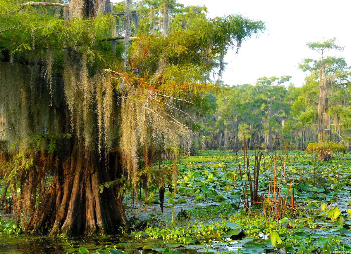 USFWSSac's tweet photo. Today is #WorldWetlandsDay. Check out these tips for enjoying #wetlands near you! https://t.co/dQ4dkQB6zl https://t.co/gPekVUFL0S
