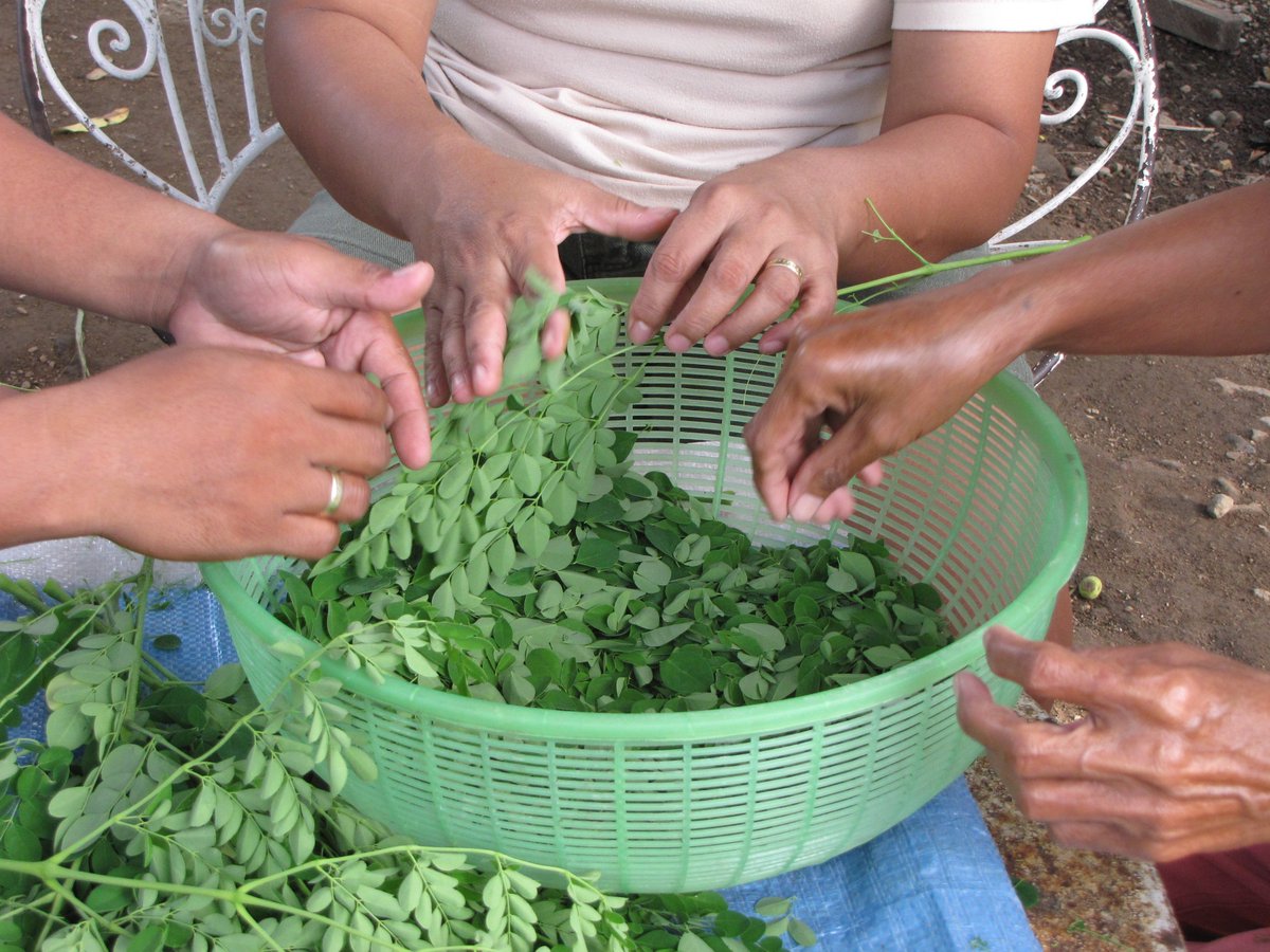 It all comes together with a little #teamwork, #persistence and #healthygreens.