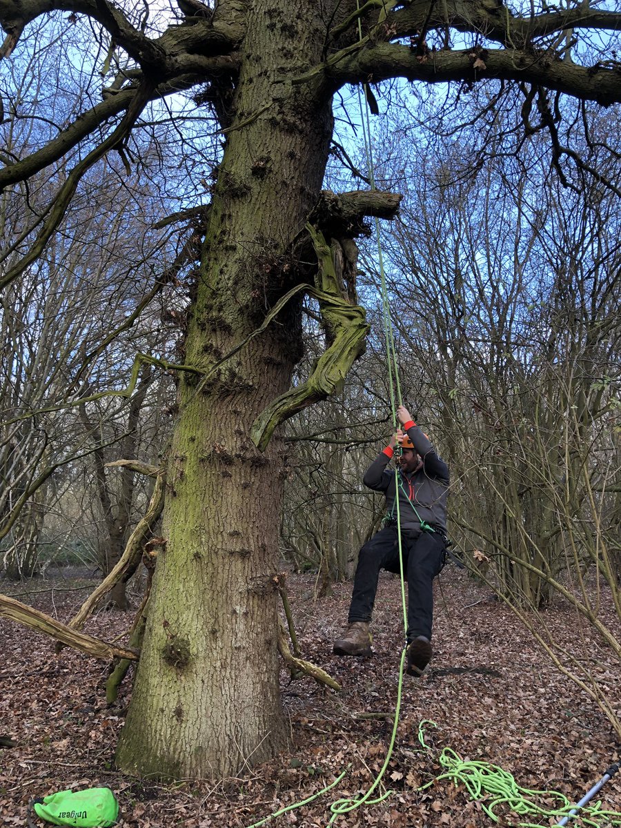 Great day inspecting trees with @leicsbatgroup to inform future coppice works @RutlandWaterNR @LeicsWildlife #bats #woodlandmanagement #habitat #conservation