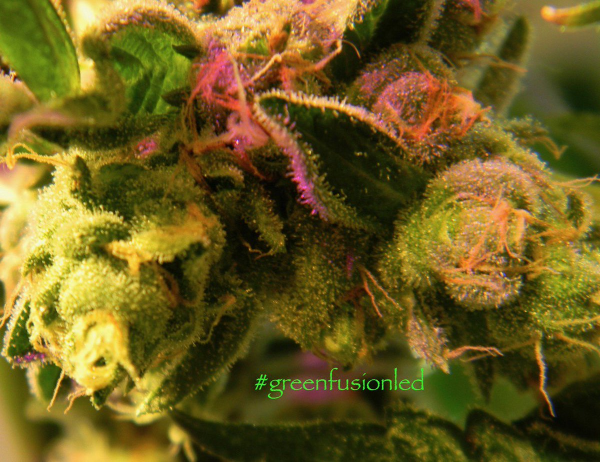 #GROWLIGHTS #LEDGrowLights #LEDgrowers