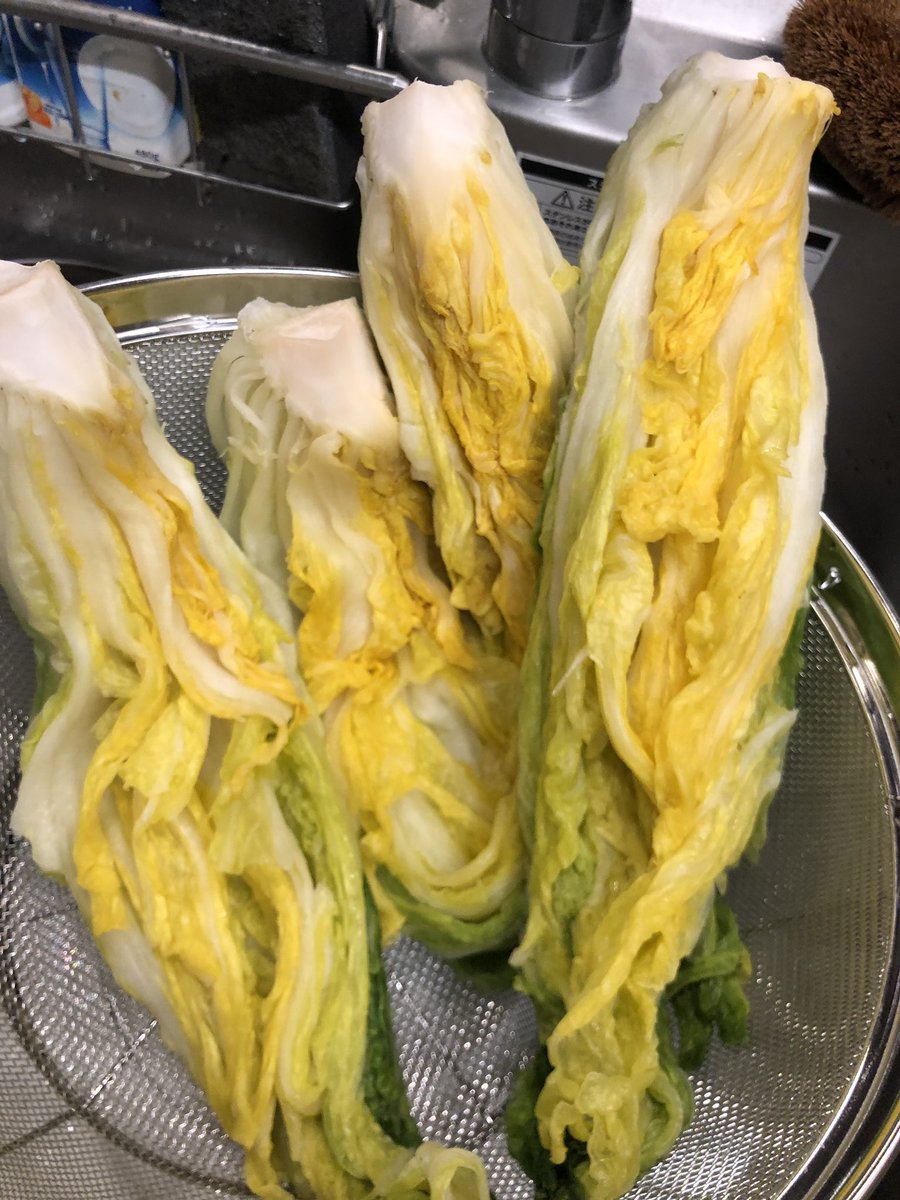 かず ヤンニョム 左 と塩漬け塩抜き水切りした白菜１玉 元の重量約３キロ