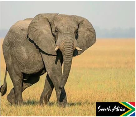 Is your Client's holiday goal for 2019 to see the Big 5 on Safari? They can at South Africa's oldest National Park; they'll see the Big 5, the Little 5 and everything in between on our Best of South Africa trip. Can you name all the Big 5?! tinyurl.com/y8tjmrwo