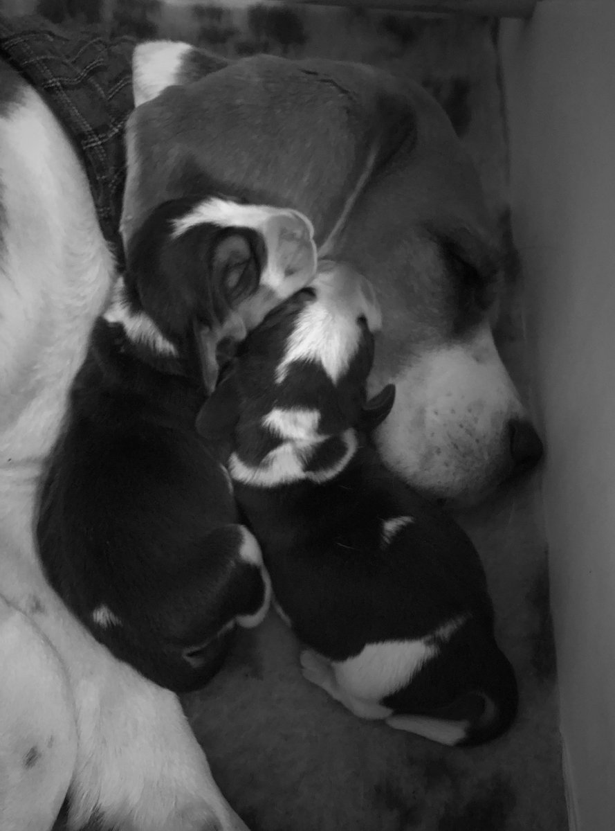 Yes, they like sleeping on my head...