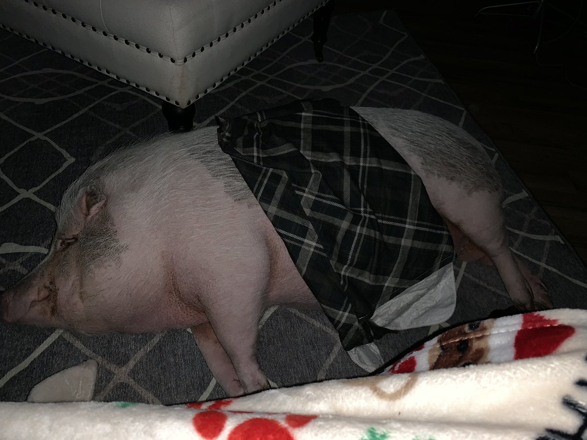 Katie Jo Passero tweet media