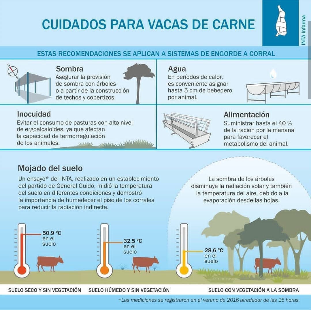 laruraltl's tweet photo. 🐂🌞 Desde la Ruta de Trenque queremos brindarte algunos datos a tener en cuenta para evitar #EstresCalorico en animales! @CARBAP_ARG @CRAprensa https://t.co/Xuw8y5XWfX
