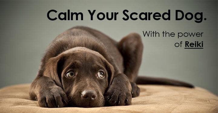 _Deb_Taylor's tweet photo. Reiki is not just for dogs. Any animal can be treated as can their humans! https://t.co/rBWehuQFJE
