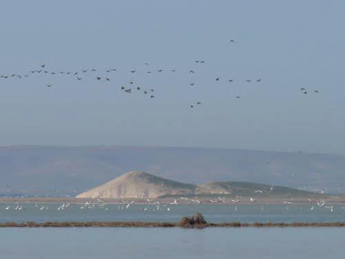 Nouhayay's tweet photo. At the occassion of the World #Wetland Day, I’d like to share my favourite: #AlJaboul Lake near #Aleppo #Syria! It’s a protected #Ramsar site (no. 935) and home to migrating and local birds of invaluable importance to the #ecosystem incl a population of greater flamingo! https://t.co/hLufGpo3eK