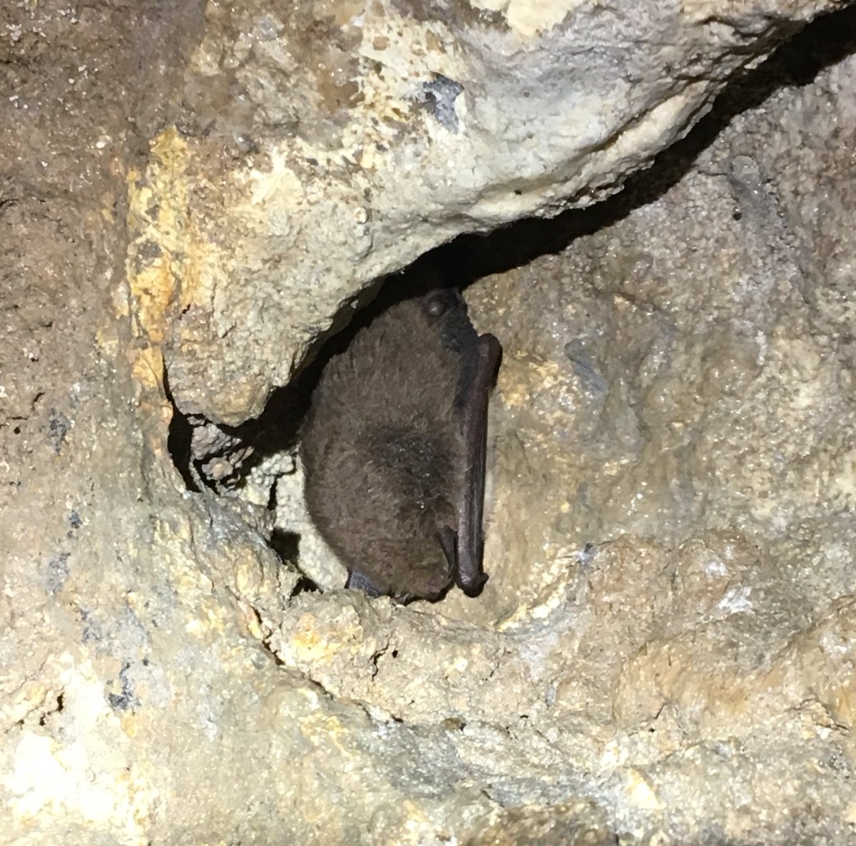 HelenHamilton10's tweet image. Sureyed 5 Via Gellia mines for #hibernating #bats today with @whitepeakrunner @derbyshirebats @BCT_NBMP @_BCT_ 
Found these creatures!