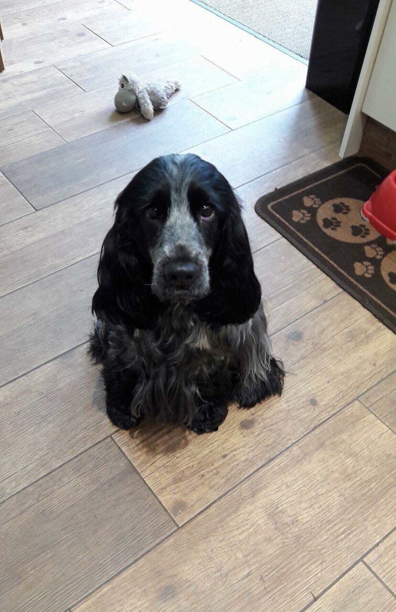 _Deb_Taylor's tweet photo. This is Misty, doesn’t she look similar to my Poppy! She’s only 18 months old and gets anxious. I’ve treated her with Enkaku (distance) reiki. She really is gorgeous! 💛#animalhealing #reiki #reikialresford https://t.co/Vp6zEEKZwM
