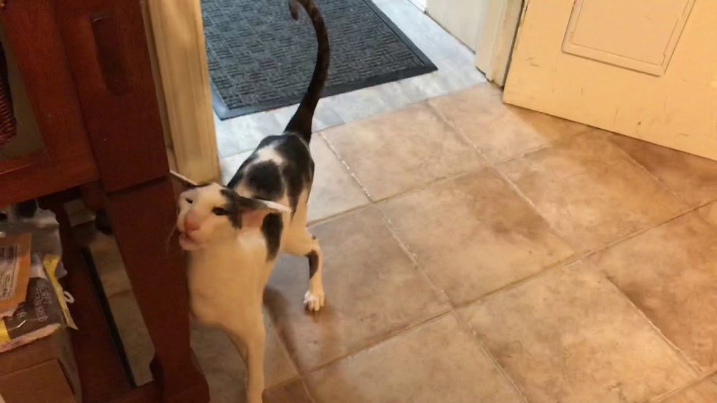 世界のねこ動画集 on Twitter "Teddy is an Oriental Shorthair cat that loves to