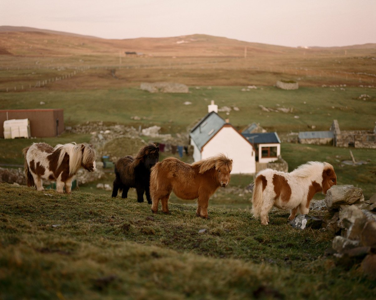 Bjorn and his partner Tore have 65 standard and miniature #Shetland ponies, and a little crofthouse filled with rosettes and trophies thanks to competition wins at agricultural shows.

Read on to learn how they have made Shetland their home:  
shetland.org/live/shetlande…
