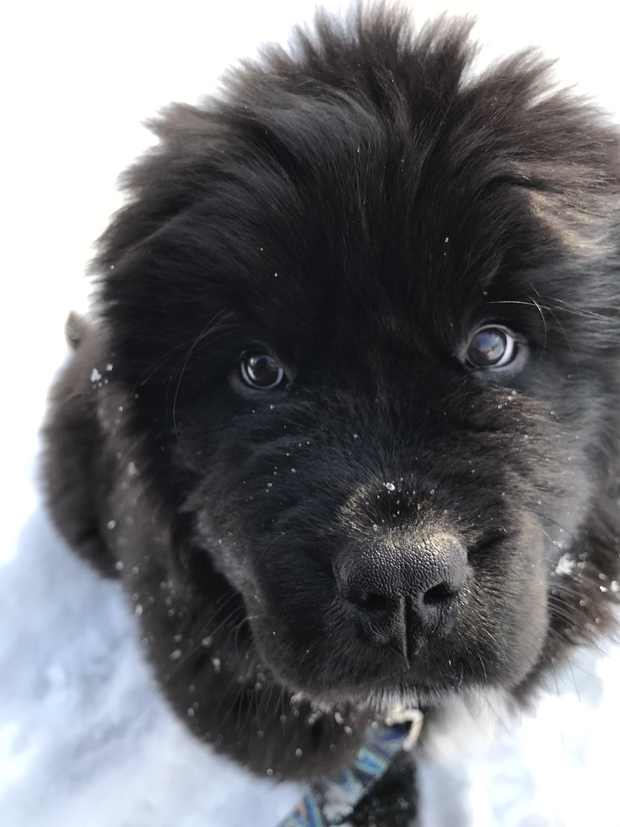 Cnevala27's tweet photo. #Dogs https://t.co/NBU57Spkxo