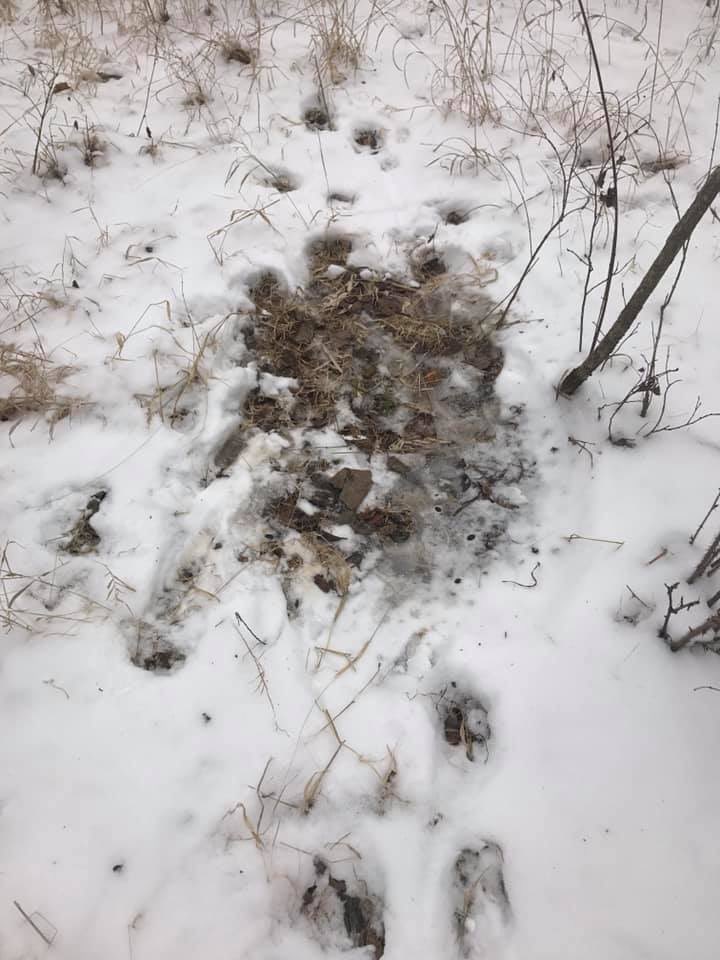 BEOUTDOORScom's tweet photo. Taking advantage of The snow to find some easy deer sign. Tons of beds and trails visible! #Deerbed #WhiteTail #Scouting #Habitat #DeerHunting #LateSeason #Snow #ScoutingForBucks https://t.co/TGkmwBJ0dP