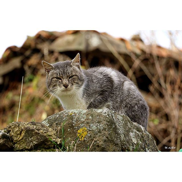 ValledeCamaleno's tweet photo. Los encontraremos en muchos pueblos manteniéndolos limpios de roedores 🐭 pero sobre todo serán agradables compañeros para esas personas mayores que ven como lo de su alrededor se desvanece y queda en el olvido. Tenemos que evitar que eso suceda. #Poblemos… https://t.co/YpX726nfFd