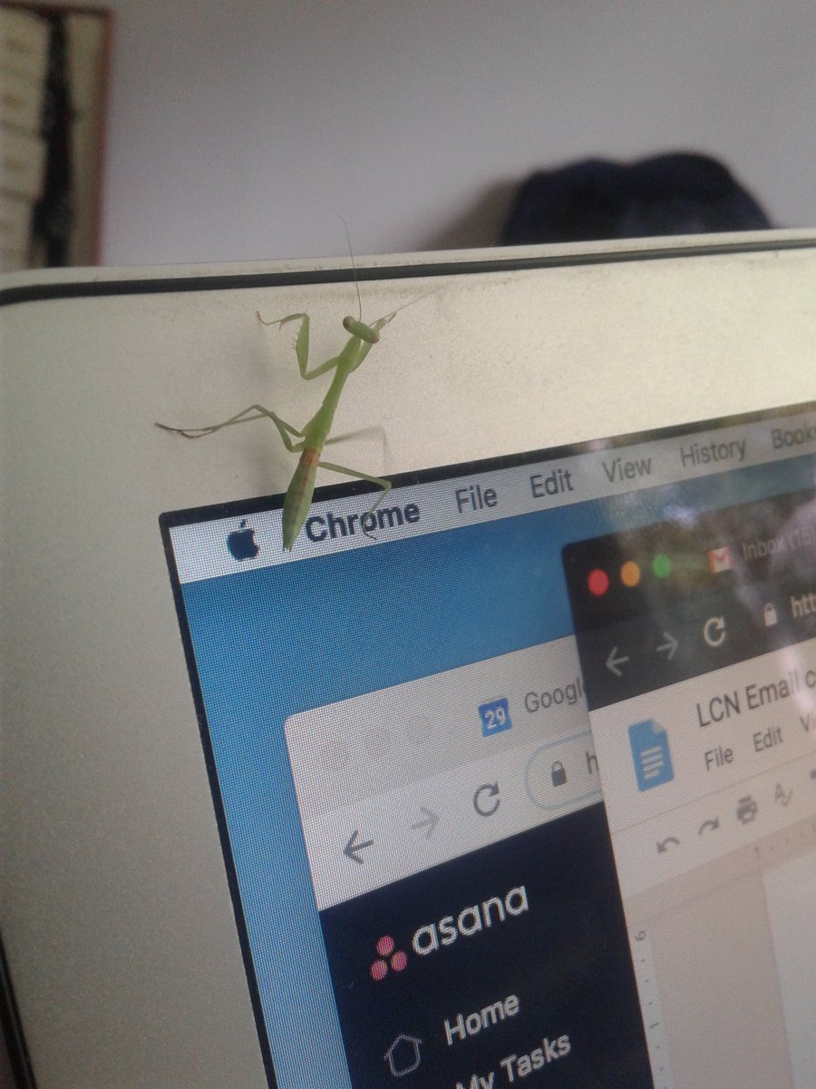 mattjohnvaughan's tweet photo. Anyone know how to remove this kind of computer bug? #badpuns https://t.co/UvcFaAMXFQ
