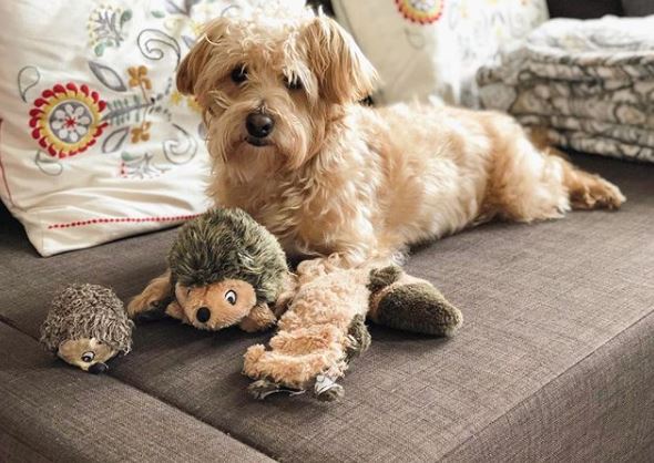 PRDCProperties's tweet image. When someone mentions treats 😍 Spend time with your pup in any of our rental properties, we're pet friendly. RG @teddy_the_westiepoo