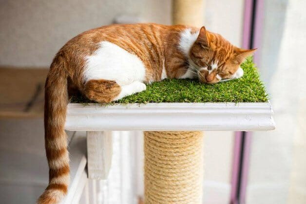 hypeness's tweet photo. Os maravilhosos cafés que servem também de abrigo e lar temporário para gatos https://t.co/Y9MXNYzw9I https://t.co/XX73U4tqtw