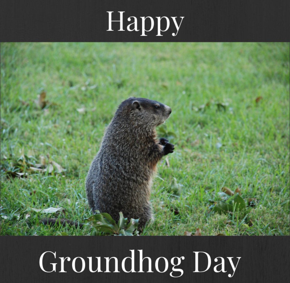 lcsoderberg's tweet photo. Happy Birthday Karlie! But most importantly, Happy GroundHog Day everyone 💙 https://t.co/vPbPXnT5ZK