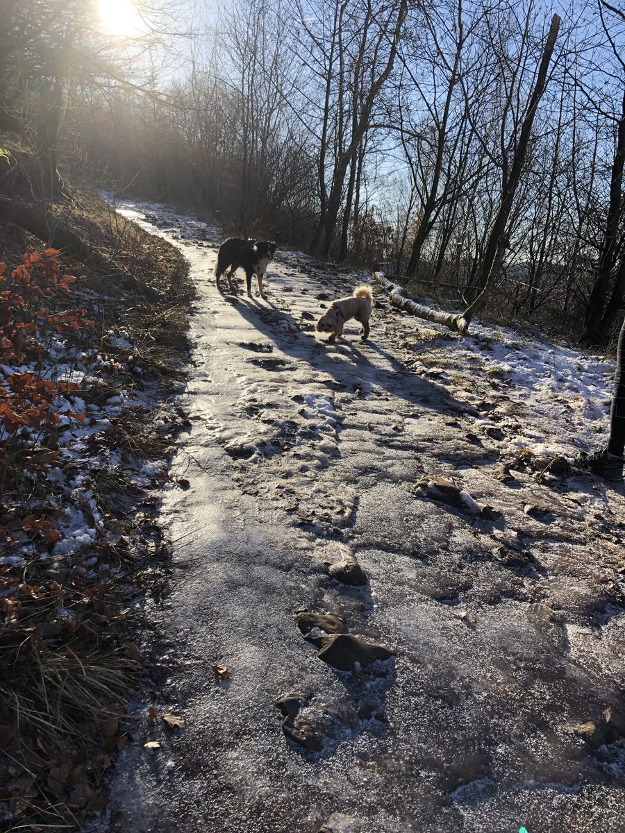 LinzRunsGlasgow's tweet photo. @westhighlandway @MugdockPark @cavapooclub Gorgeous morning for a run. (Until @cavapoo_murdo fell into an icy pond and required rescuing! Brrrr and very cold and wet end to a lovely run!) #stoopiddog https://t.co/9R7VmcAYNp