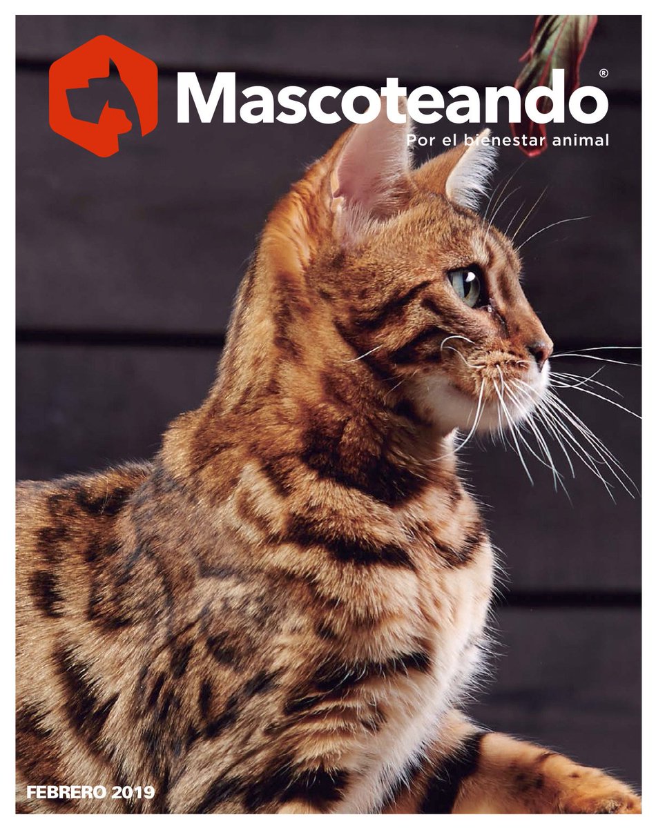 adrnetworksmx's tweet photo. Amantes de los animales y su bienestar, Ya está disponible completamente gratis, la edición de la revista @MascoteandoR  Bájala, disfruta y comparte. 

Bájala en:

https://t.co/krizN6QQs7 

#porelbienstaranimal #gatos #animales #mascotas #bienestaranimal #DefendamosAnimales https://t.co/aGwltSQj39