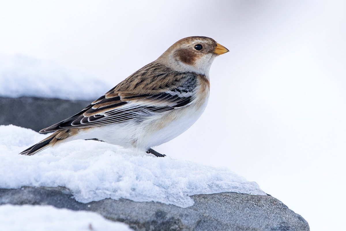 Snow Bunting, Cairngorms last week. #Springwatch