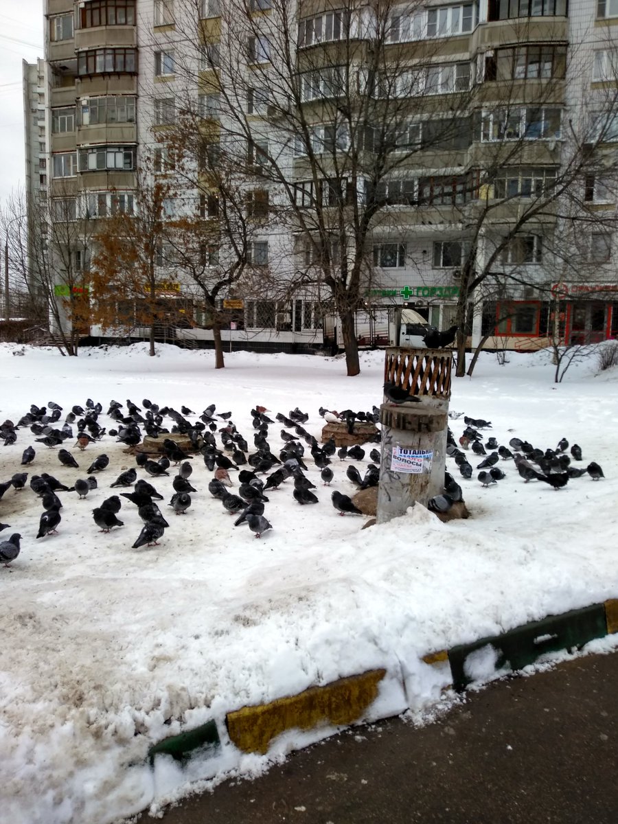 Ujine0's tweet photo. Ох чёт я забросила свой Твиттер, ну сорь. В общем, у меня ничего интересного не происходит, поэтому пока что затишье. Хотя, если вам все таки каким то образом интересно, то вот вам фотка фиолетового чувака и фотка собрания голубей перед больницей. Вооооооооот.... https://t.co/49kCd5rPNa
