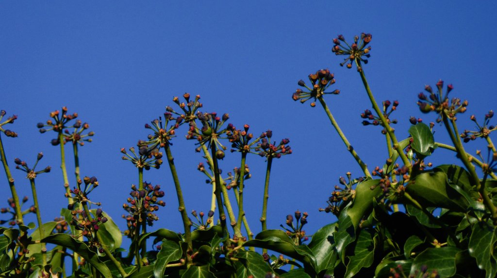 natepix1's tweet photo. Buds and Fruits in a pure blue sky today at the GC. Another example of a Photinia 'Red Robin' going into bloom after a lack of pruning in the #Heatwave2018 https://t.co/RQqi2Gy2y6