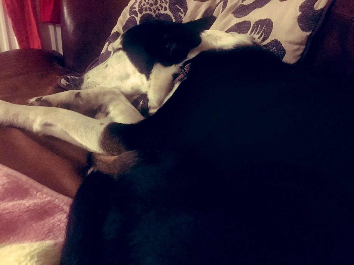After 40+ miles of running/mountain biking/walking in the snow this week (so far) I deserve a bit of sofa snuggle time. This is the blissful time after the kids go to bed that’s all about ME! 🐾