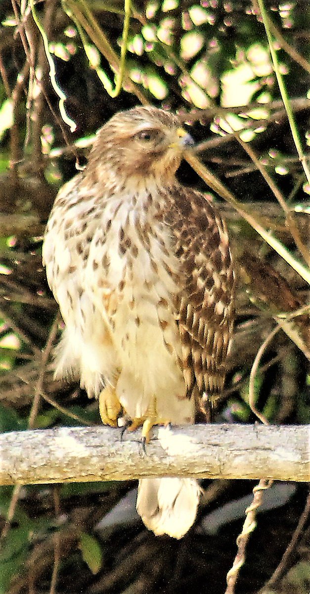 This very large #RedShoulderedHawk sat on that branch on the edge of the woods across the canal from my yard. He preened for about 35 min.'s