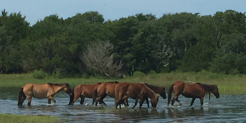 Meet our neighbors! At 34° North, our 200-seat waterfront restaurant, you can dine on the outdoor patio, overlooking Taylor’s Creek and Rachel Carson Reserve, home to over 30 amazing wild horses. #beaufortnc #crystalcoastnc #crystalcoast #mycrystalcoast #BeaufortHotelNC