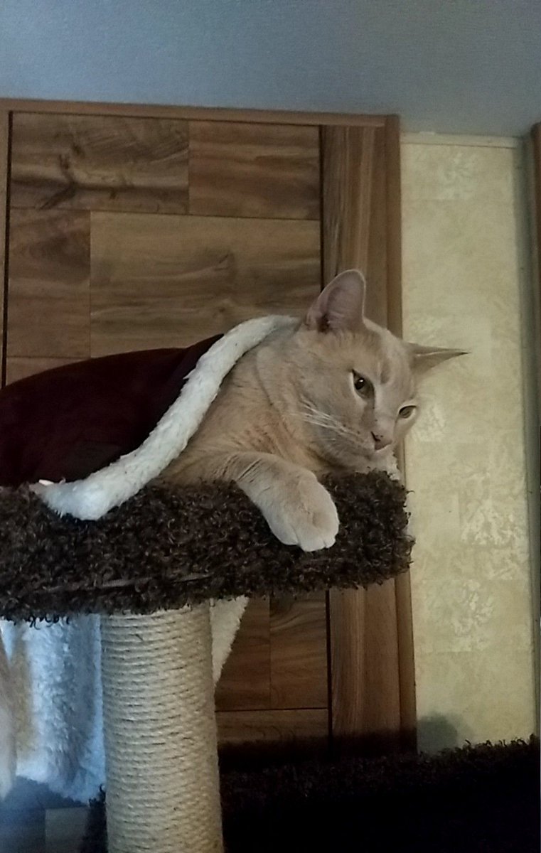 GarfMic's tweet image. I, le king 👑, have discovered de new cat tree palace.