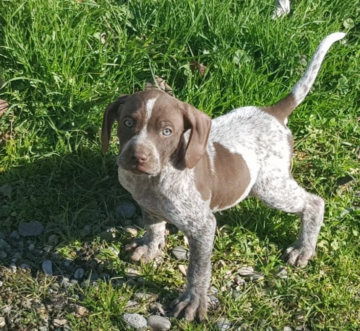 Alberto Martinez (@dogbrac) on Twitter photo 