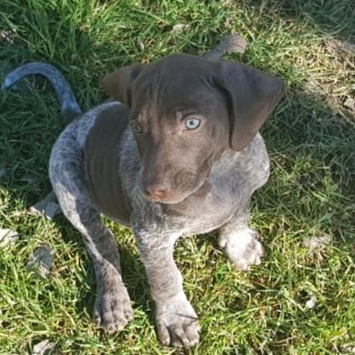 Alberto Martinez (@dogbrac) on Twitter photo 