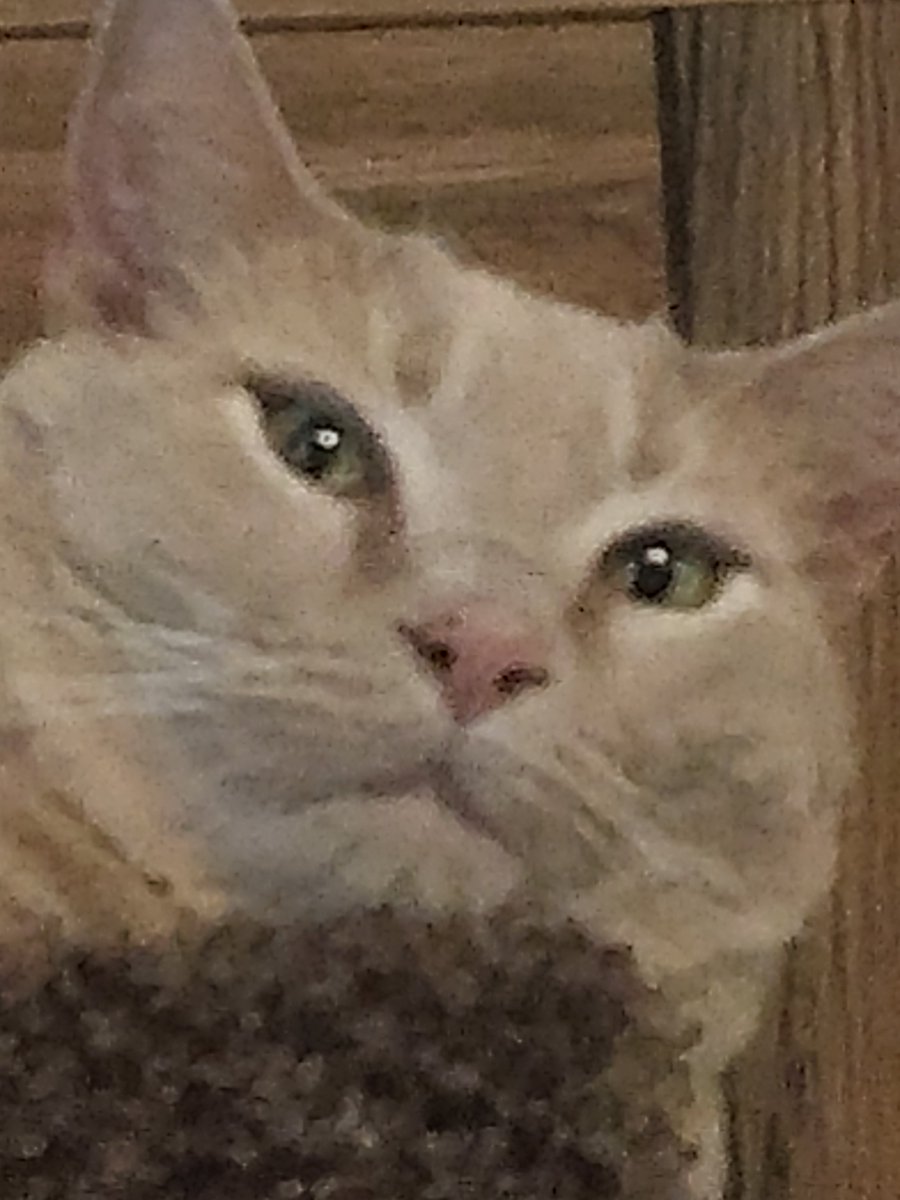 GarfMic's tweet image. T r i g g e r e d. Grrrrr 😾🙀😼