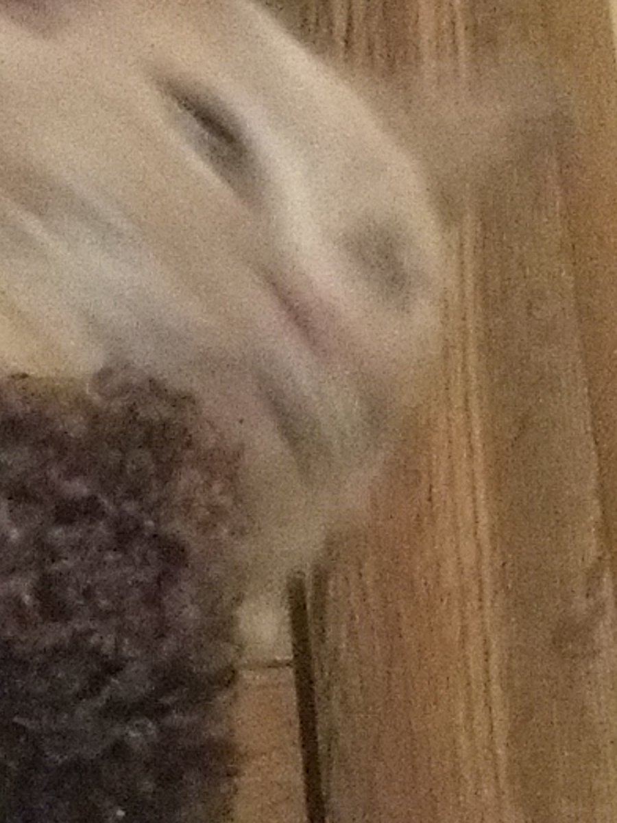 GarfMic's tweet image. T r i g g e r e d. Grrrrr 😾🙀😼