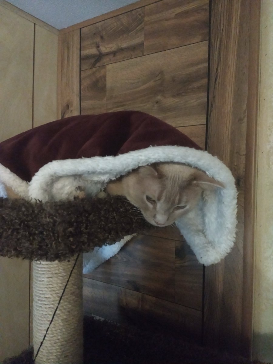 GarfMic's tweet image. Hooman... 😾