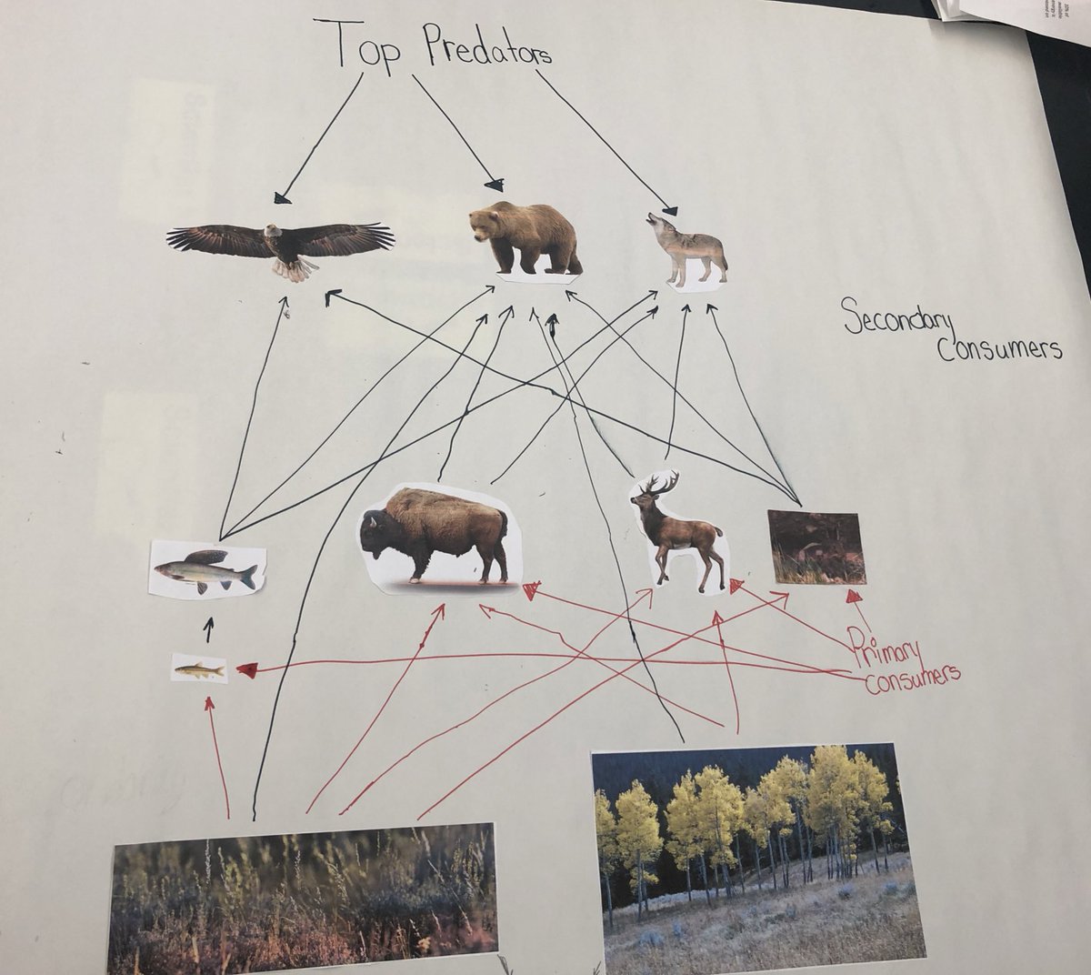 shobica_wadhwa's tweet photo. Eat or Be Eaten!🌲🐾 #FoodWeb #EnergyPyramid #Yellowstone #TeamWork #EnergyFlow https://t.co/bkJ8oFcq2P