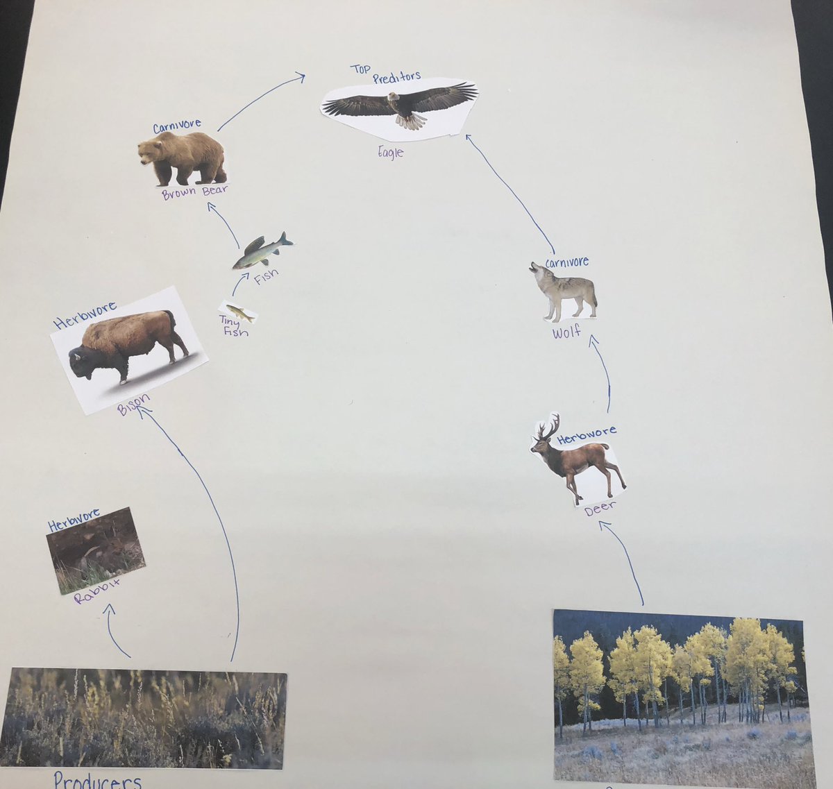 shobica_wadhwa's tweet photo. Eat or Be Eaten!🌲🐾 #FoodWeb #EnergyPyramid #Yellowstone #TeamWork #EnergyFlow https://t.co/bkJ8oFcq2P