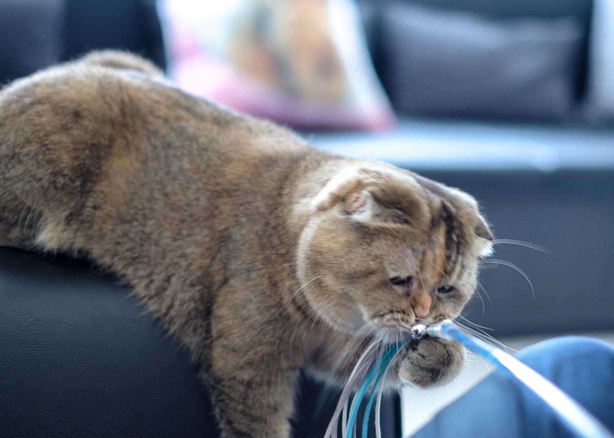 Bonusiie's tweet photo. ส่งของเล่นมาให้เลานะมานุด ส่งมาๆ https://t.co/NE545rRL1K