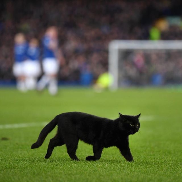 Un bellissimo gatto nero è entrato in campo durante la partita tra Everton e Wolverhampton al Goodison Park di Liverpool. Il match è rimasto bloccando per tre minuti. Poi il micione è stato fatto allontanare tra gli applausi dei tifosi sugli spalti (… bit.ly/2Tpwp3n