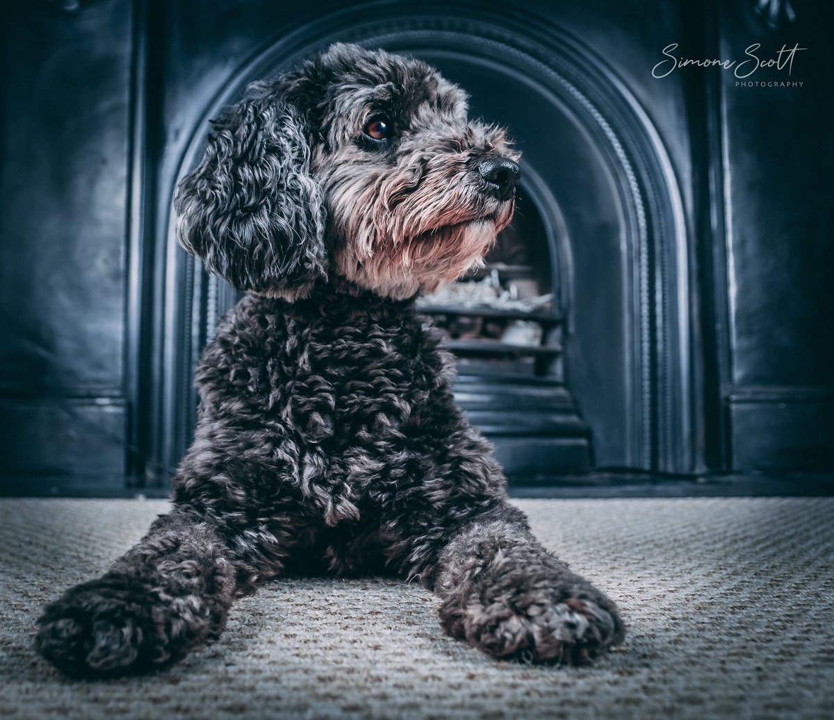 mod_dog_train's tweet photo. My latest creation 💕🐾📷
#dogs #dogart #dogphotography #thepetsbiz #petphotography #dogsoftwitter https://t.co/b2iAJHVYFQ