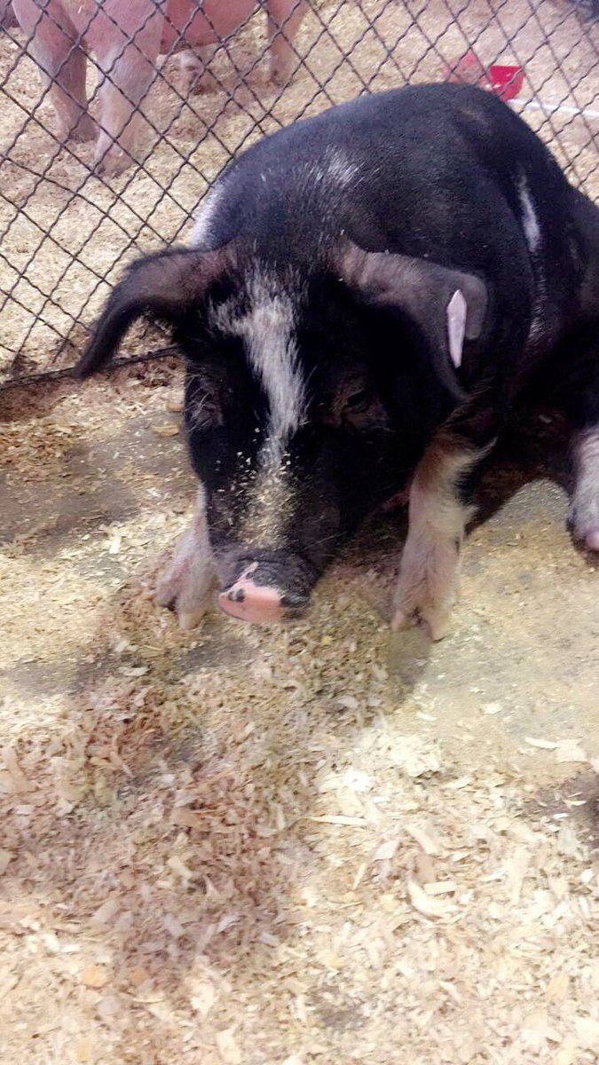 snowsworld01's tweet photo. Patsy is ready for the big day tomorrow. #GoodVibes #FtWorth #TeamPatsy #ForneyFFA 🐽 https://t.co/AeHBezoQBr