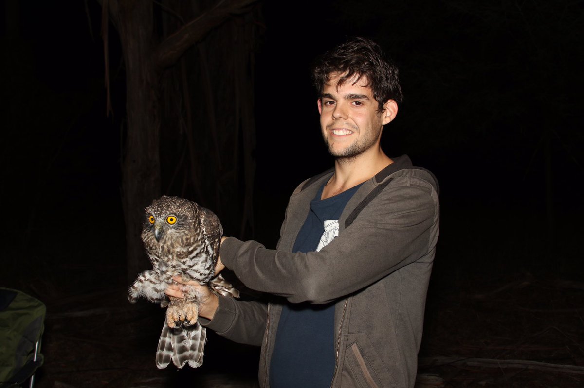 Urban Powerful Owls tweet media