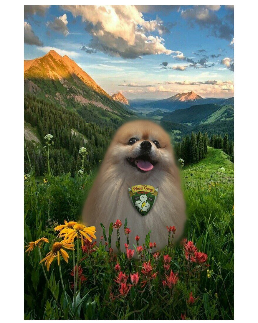 PeachesPomPom1's tweet photo. @StevieEvilCat Hi Stevie! Iโm a new member of de #weeti gang and weโre told I haf to follow yoo! Hope yoo donโt mind, seein dat yoor evil an all. An dat Iโm a #tripawd #pomeranian aka #NotaKitty *floof wiggles with giggles* https://t.co/rddti8ZMdq