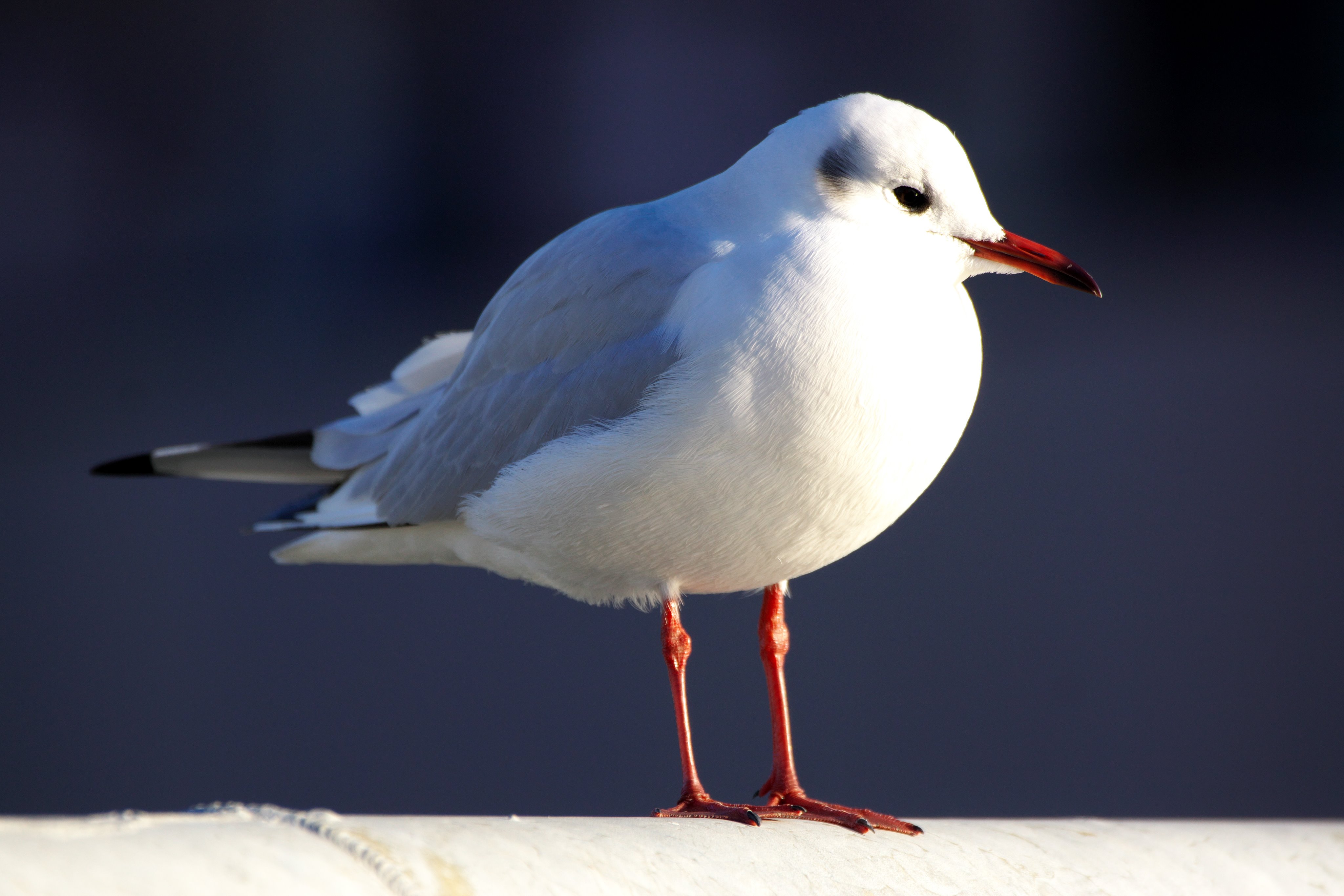Twitter এ サダヤン ゆりかもめ モデル ユリカモメ さん 野鳥 海鳥 動物界 脊索動物門 鳥網 チドリ目 カモメ科 カモメ属 ユリカモメ種 可愛い カモメ橋 撮影散歩 Sony 7 Salg2 Aマウント Gレンズ 超望遠 ズームレンズ