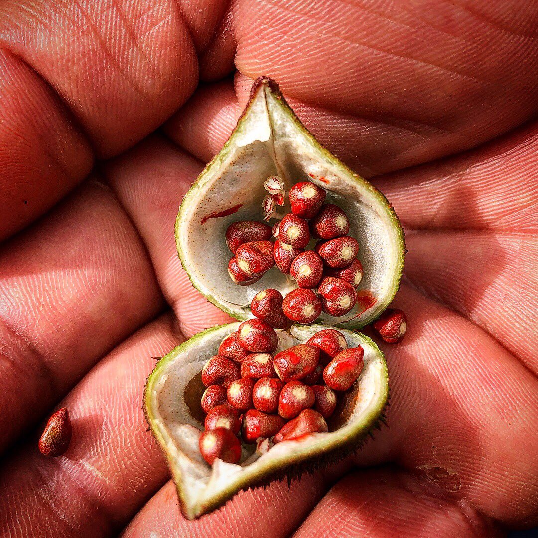 MiguelConde75's tweet image. ACHIOTE: Del náhuatl achiotl - tintura roja. Condimento y colorante. La pasta se obtiene remojando las semillas. El pigmento se hierve y se deja reducir por varias horas hasta lograr una pasta muy suave. Se deja secar y se envuelve en hojas de maíz. laroussecocina.mx/palabra/achiot…